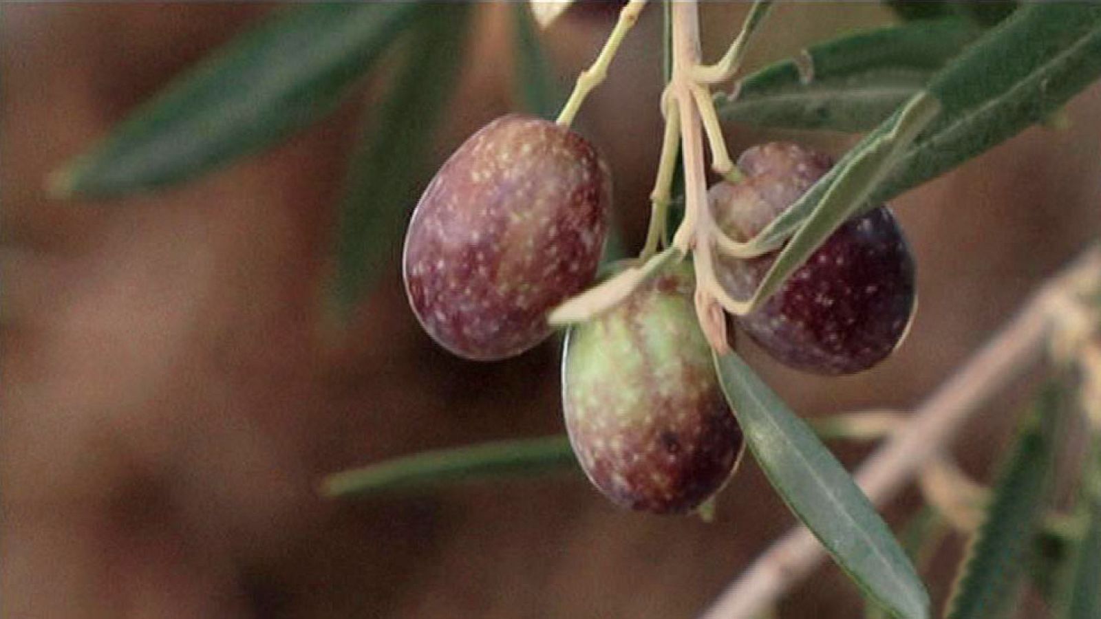 "Mamá Cuquillo", un tesoro murciano con más de 300 años de antigüedad
