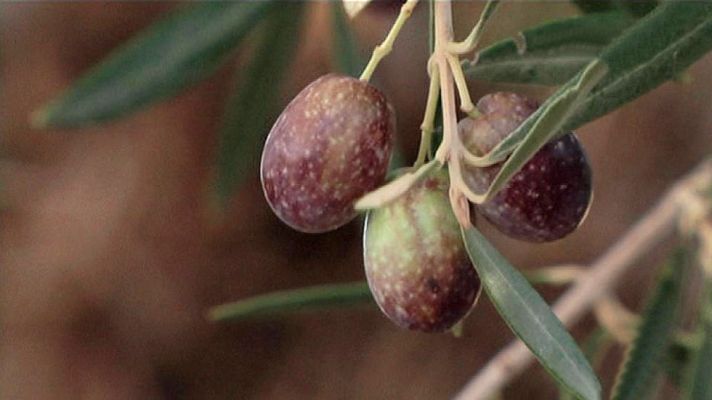 Aquí la Tierra - "Mamá Cuquillo", un tesoro murciano