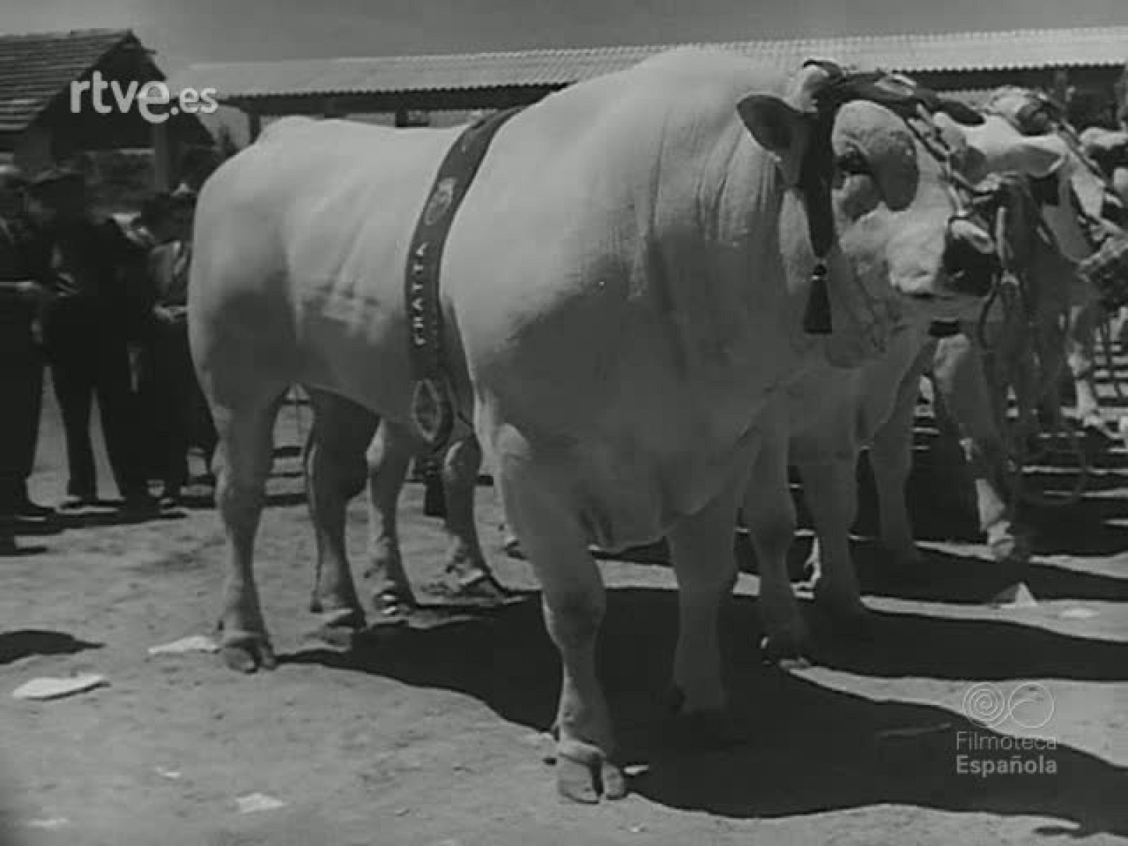 MOSAICO ZOOLOGICO - Revista Imágenes | Ver