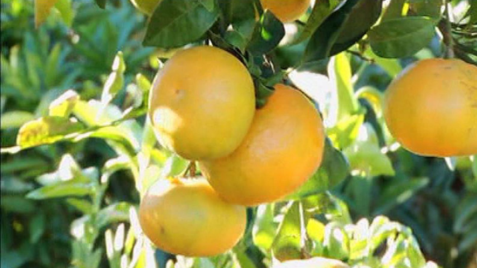 "Clemenules" mandarinas de calidad