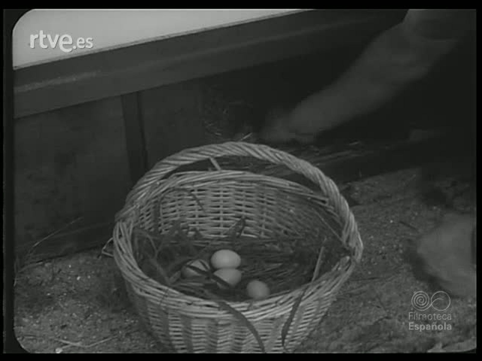 FAUNA DIVERSA - Revista Imágenes | Ver