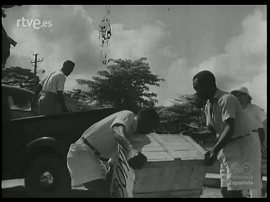 Revista Imágenes - EN MEDIO DE LA SELVA. A LA CAZA DEL GORILA