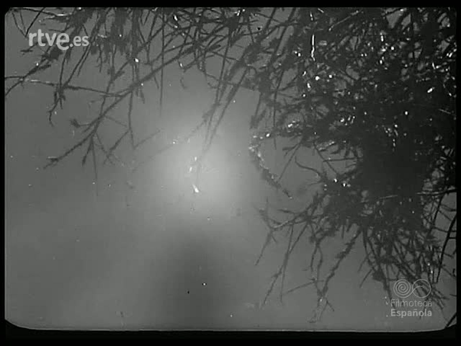 UNA PLAGA BIBLICA - Revista Imágenes | Ver