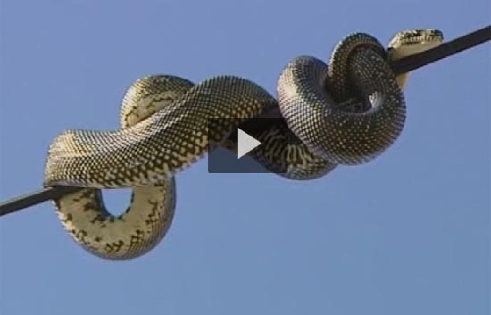 Rescate de una pitón