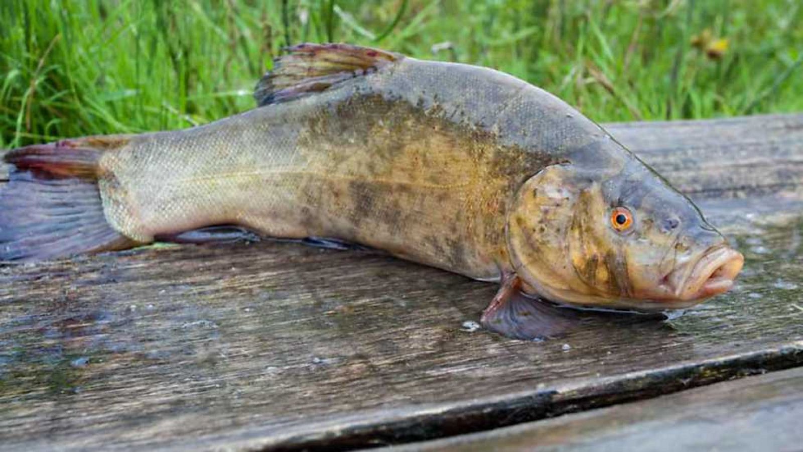 Jara y sedal - La tenca de Los Barruecos - Ver ahora