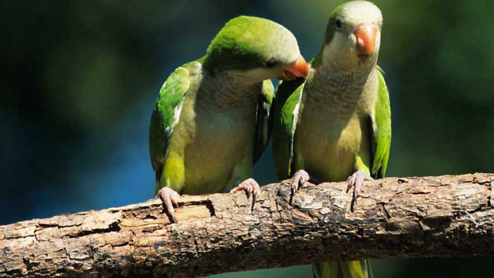 El escarabajo verde - Ciudadano pájaro - Ver ahora