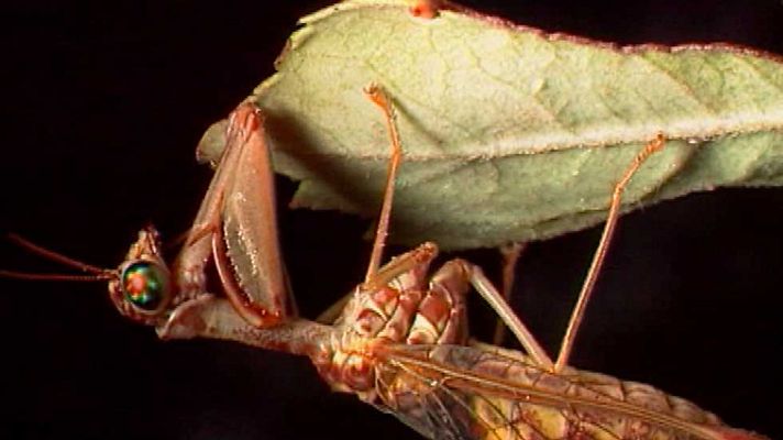 El jardín viviente - Muros vegetales