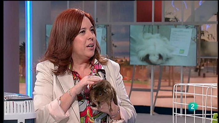 Para todos La 2 - Animales: Las cobayas y sus cuidados básicos en casa