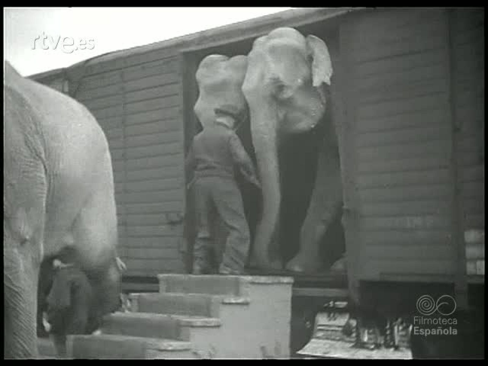 ANIMALES AMAESTRADOS - Revista Imágenes | Ver