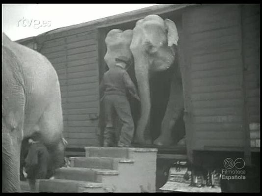 Revista Imágenes - ANIMALES AMAESTRADOS