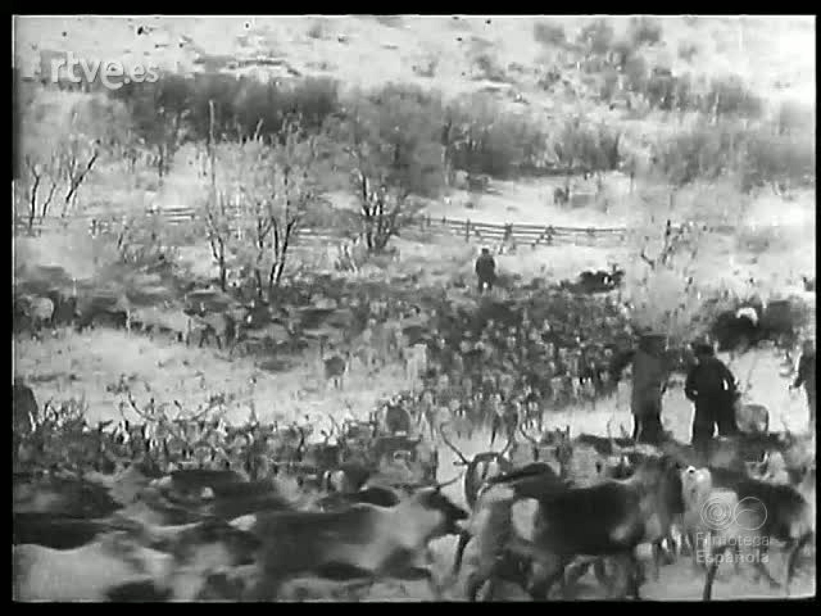 ANIMALES DIVERSOS - Revista Imágenes | Ver