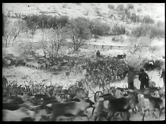 Revista Imágenes - ANIMALES DIVERSOS