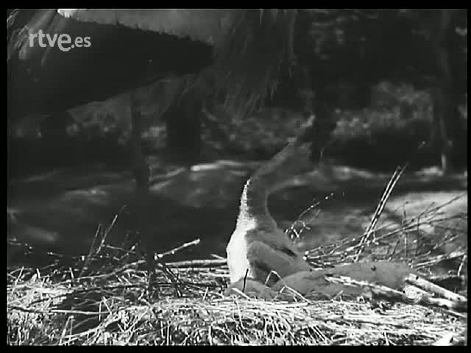 PARQUE ZOOLOGICO - Revista Imágenes | Ver