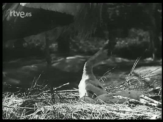 Revista Imágenes - PARQUE ZOOLOGICO