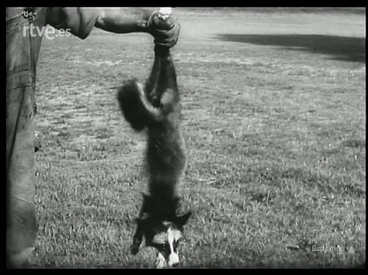 Revista Imágenes - DIVERTIDO Y CURIOSO