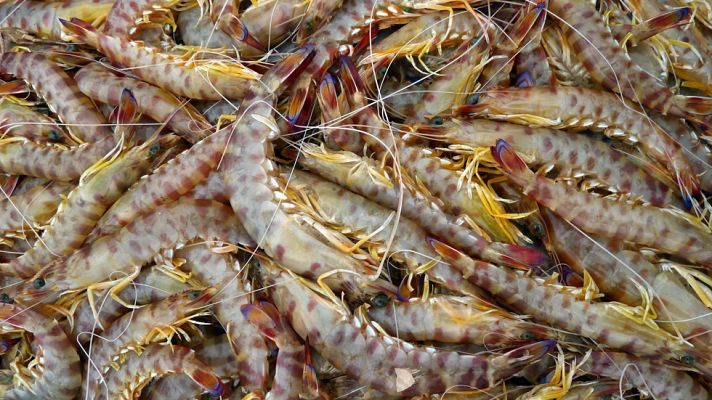 Aquí la Tierra - La estrella de Vinaròs, el rico langostino