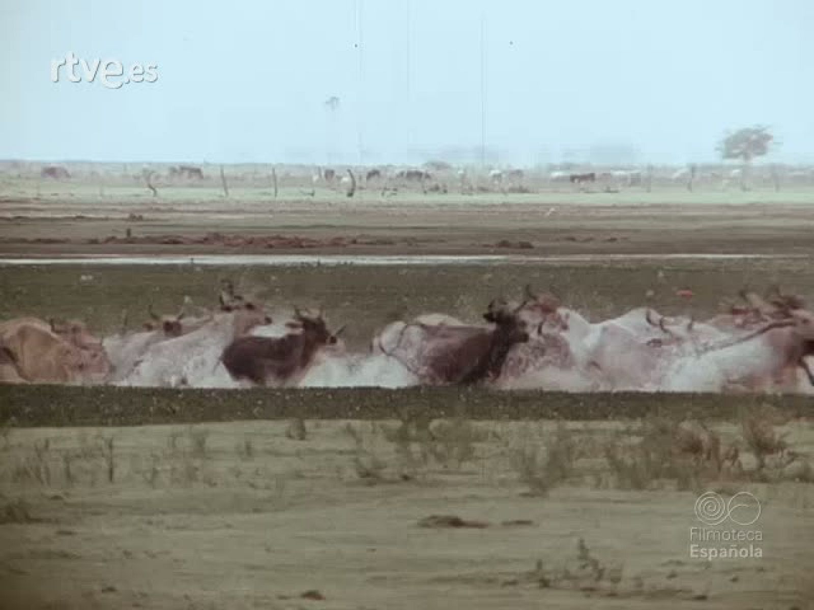 APURE TIERRA DE CENTAUROS - Documentales Color | Ver