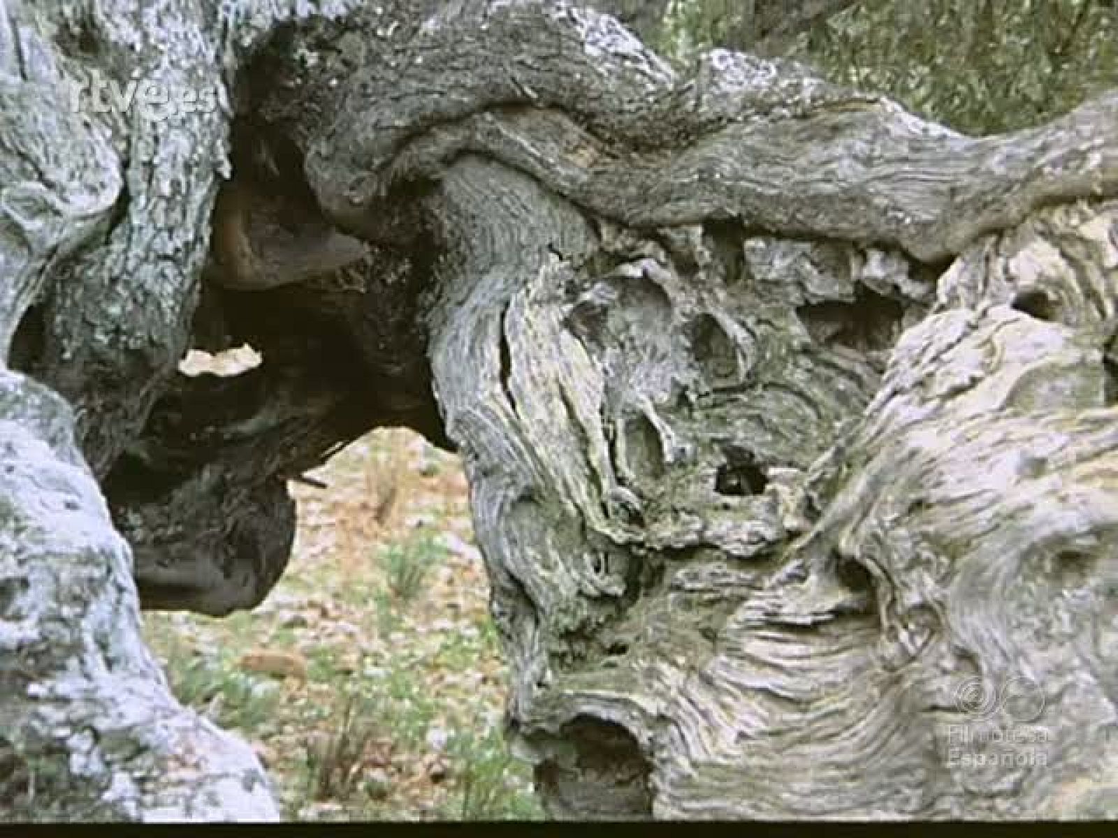 EL ACEITE DE OLIVA - Documentales Color | Ver