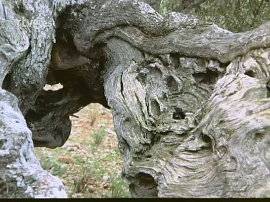 Documentales Color - EL ACEITE DE OLIVA