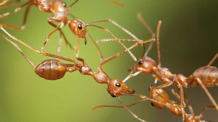 Grandes documentales - Ciudad de hormigas