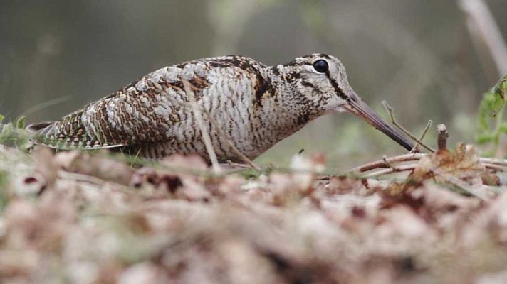 Jara y sedal - En busca de la becada