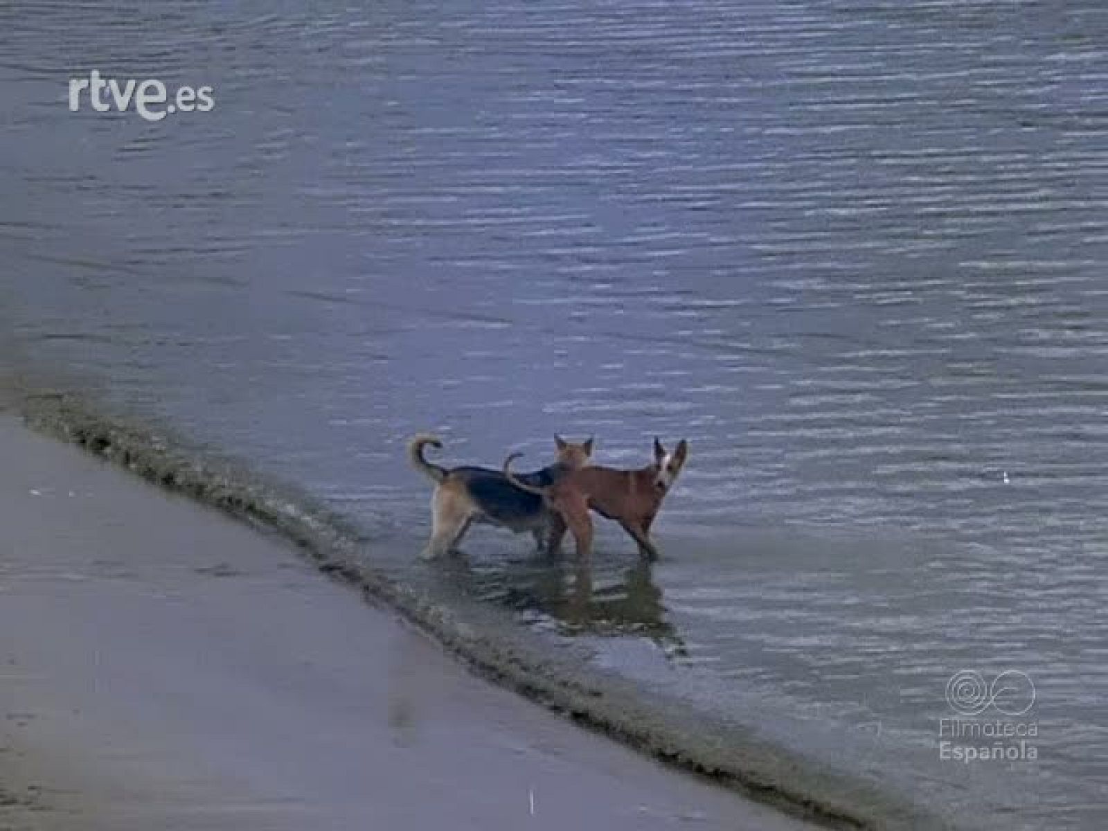 CARNAVAL EN TENERIFE - Documentales Color | Ver