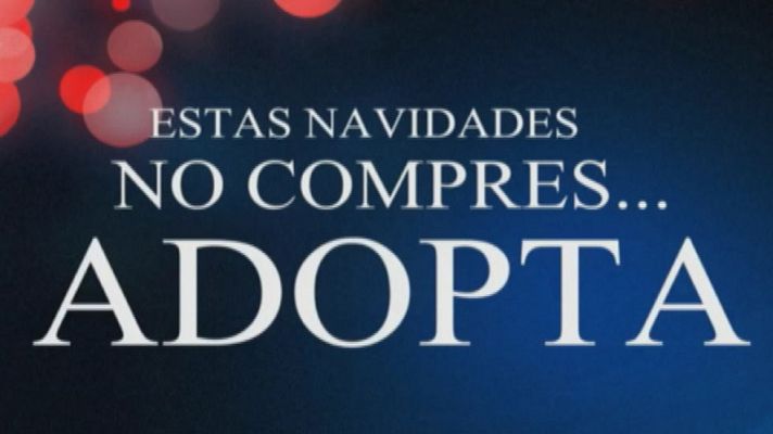 Telediario 1 - Más de 250.000 animales se abandonan al año en España