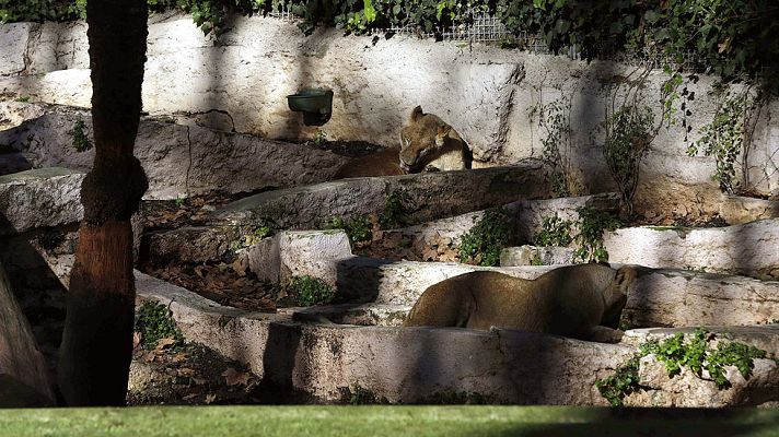 Telediario 1 - Un hombre vestido de militar se lanza a los leones  del zoo de Barcelona
