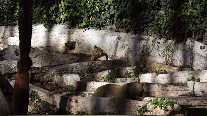 Telediario 1 - Un hombre herido al saltar al foso de los leones en un zoo