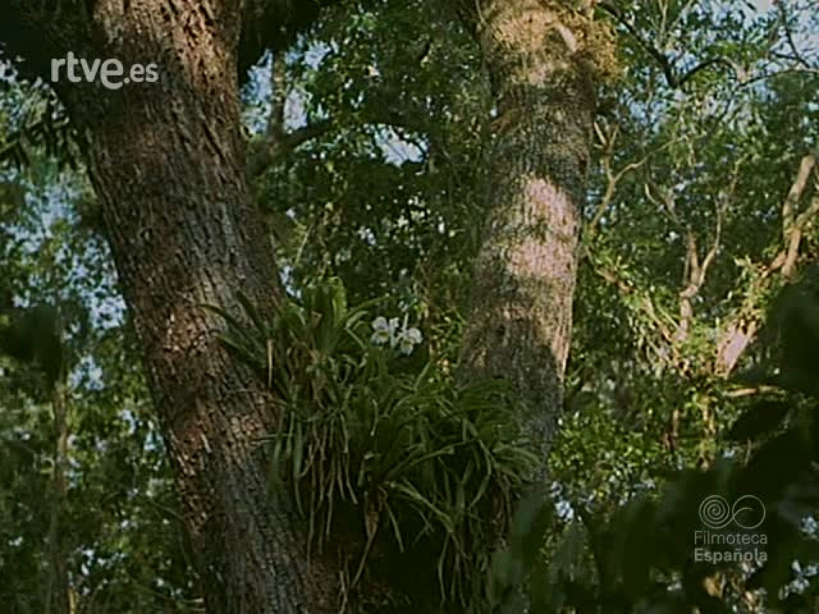 LOS EVERGLADES - Documentales Color | Ver