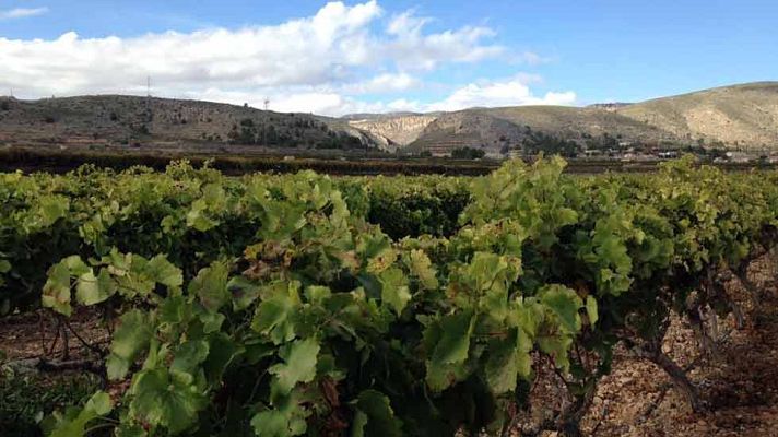 Aquí la Tierra - Uvas envueltas como tesoros