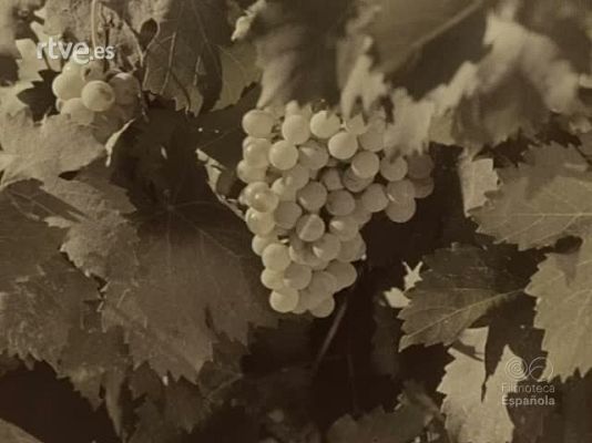 Documentales Color - FIESTA EN MONTILLA