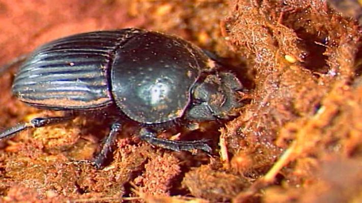 El jardín viviente - Ocultos bajo el suelo