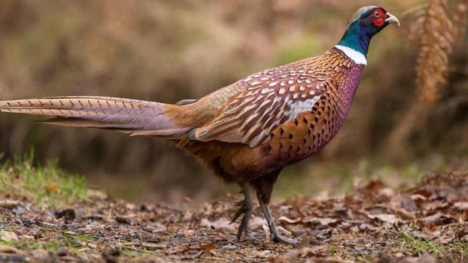 Jara y sedal - Entrenando con Eva Rius - ver ahora