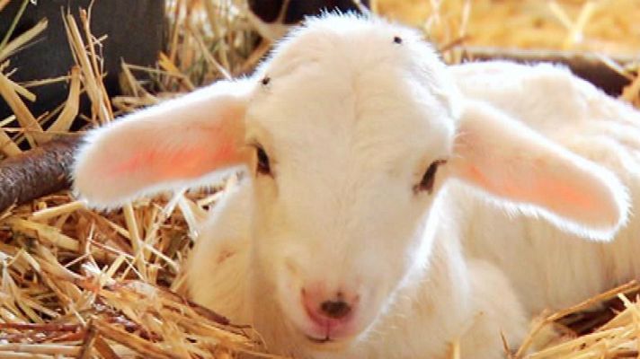 Aquí la Tierra - Mari Carmen y sus corderos