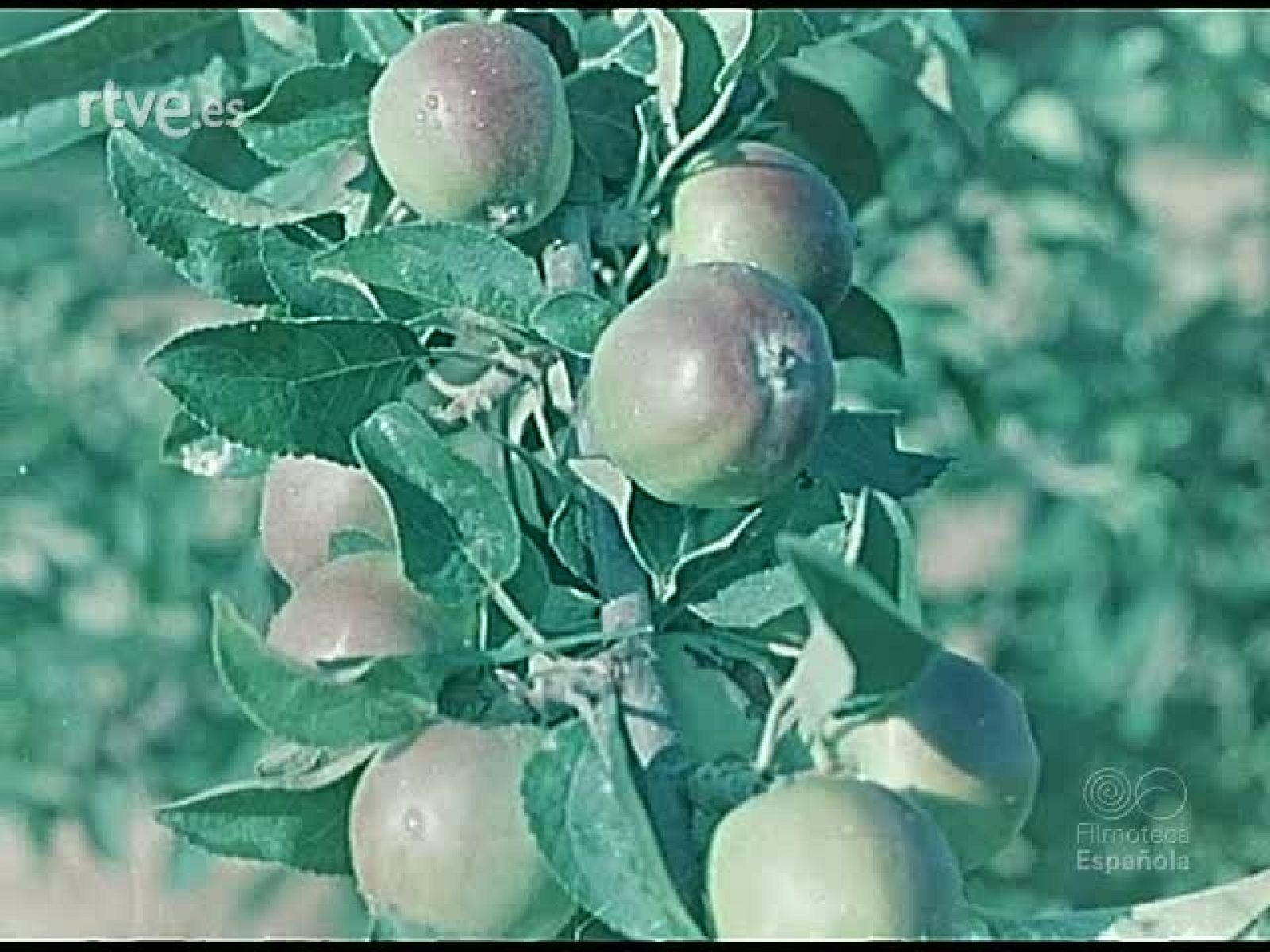 JARDINES CORCELES Y ARTE - Documentales Color | Ver