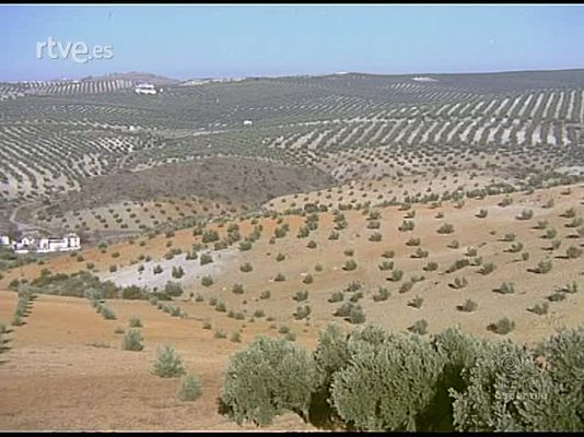 Documentales Color - OLIVARES ANDALUCES