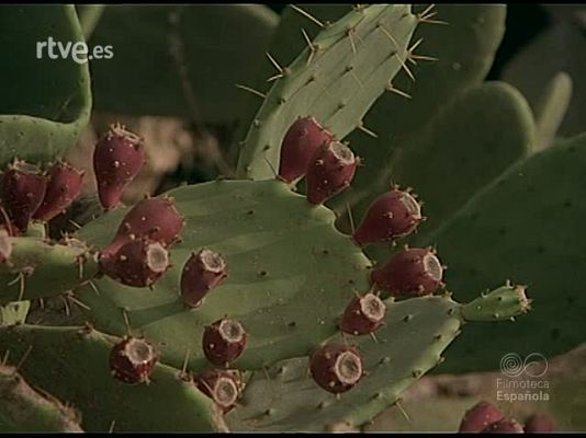 Documentales Color - OASIS MEDITERRANEO
