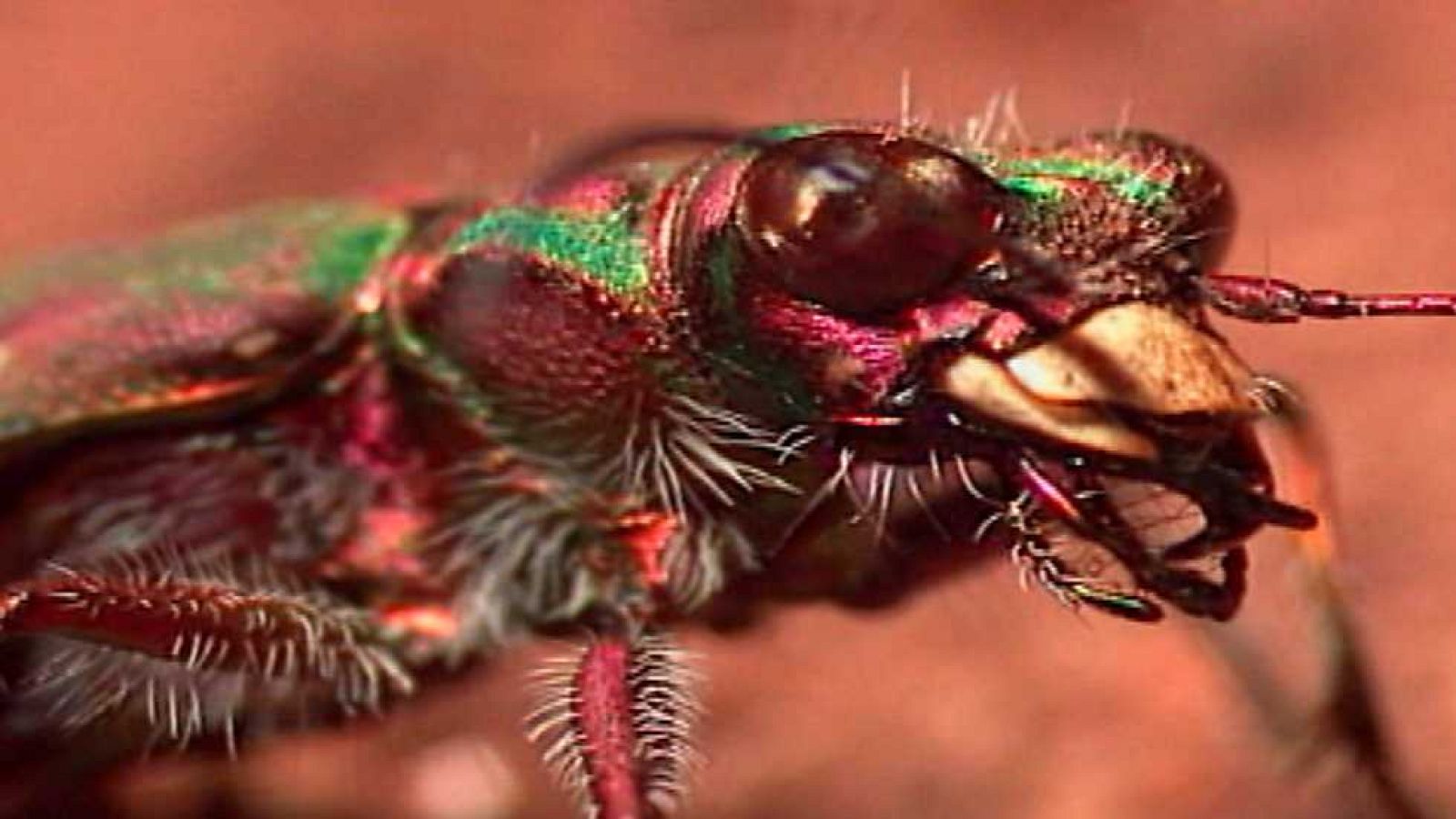 El jardín viviente - Amantes de la arena - ver ahora