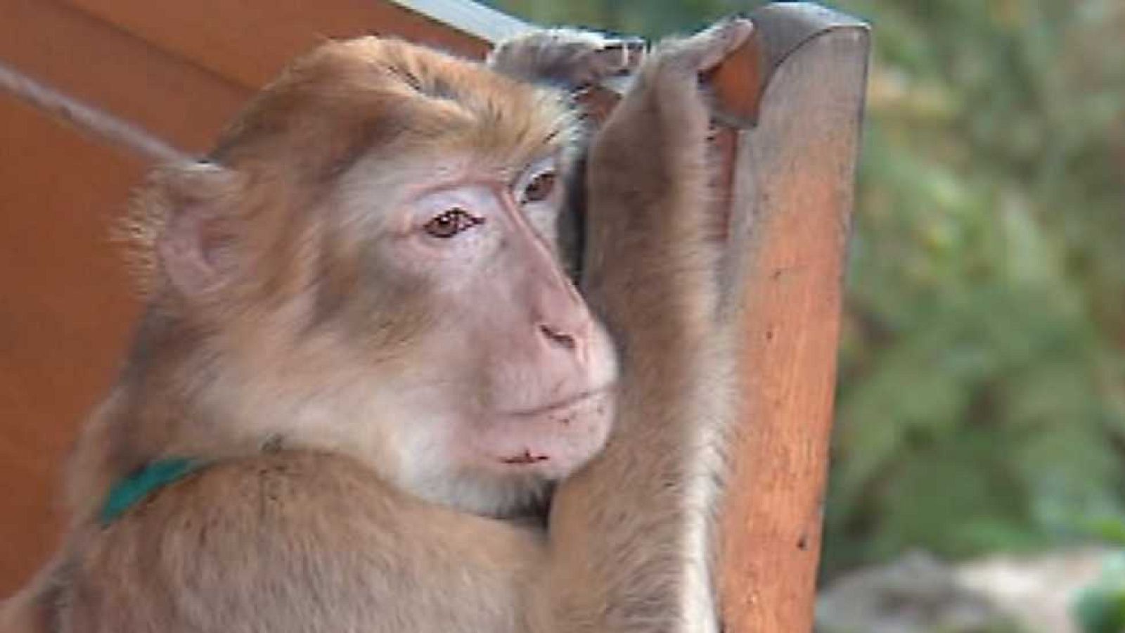 España en Comunidad - Animales recuperados - ver ahora