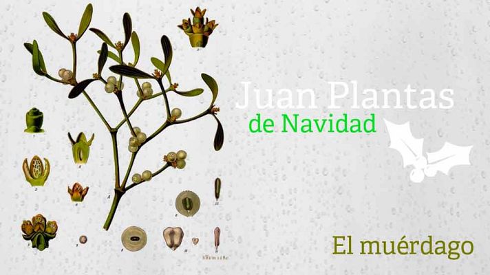 Aquí la Tierra - El muérdago de Juan Plantas