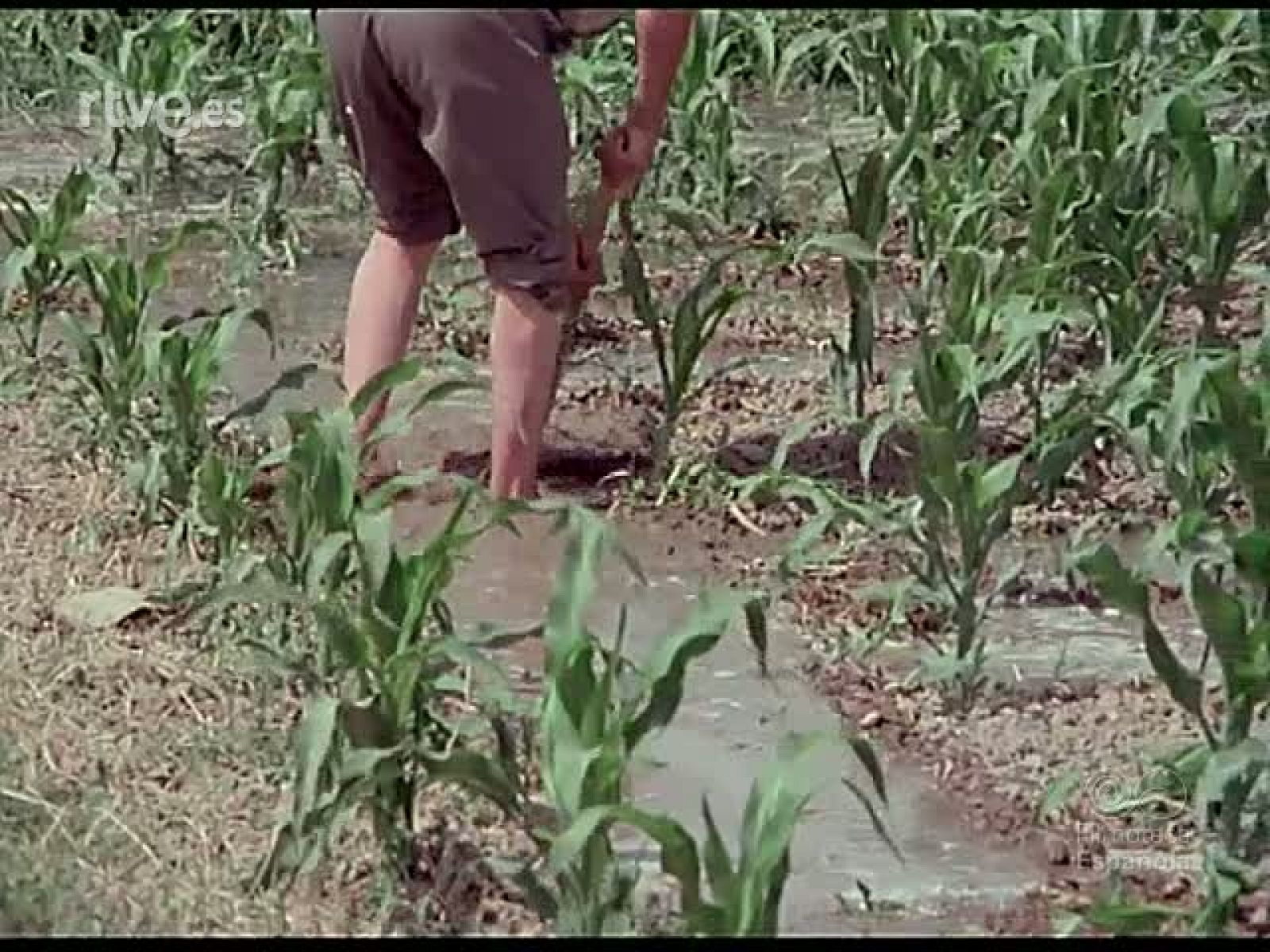 REGADIOS DE ARAGON - Documentales Color | Ver