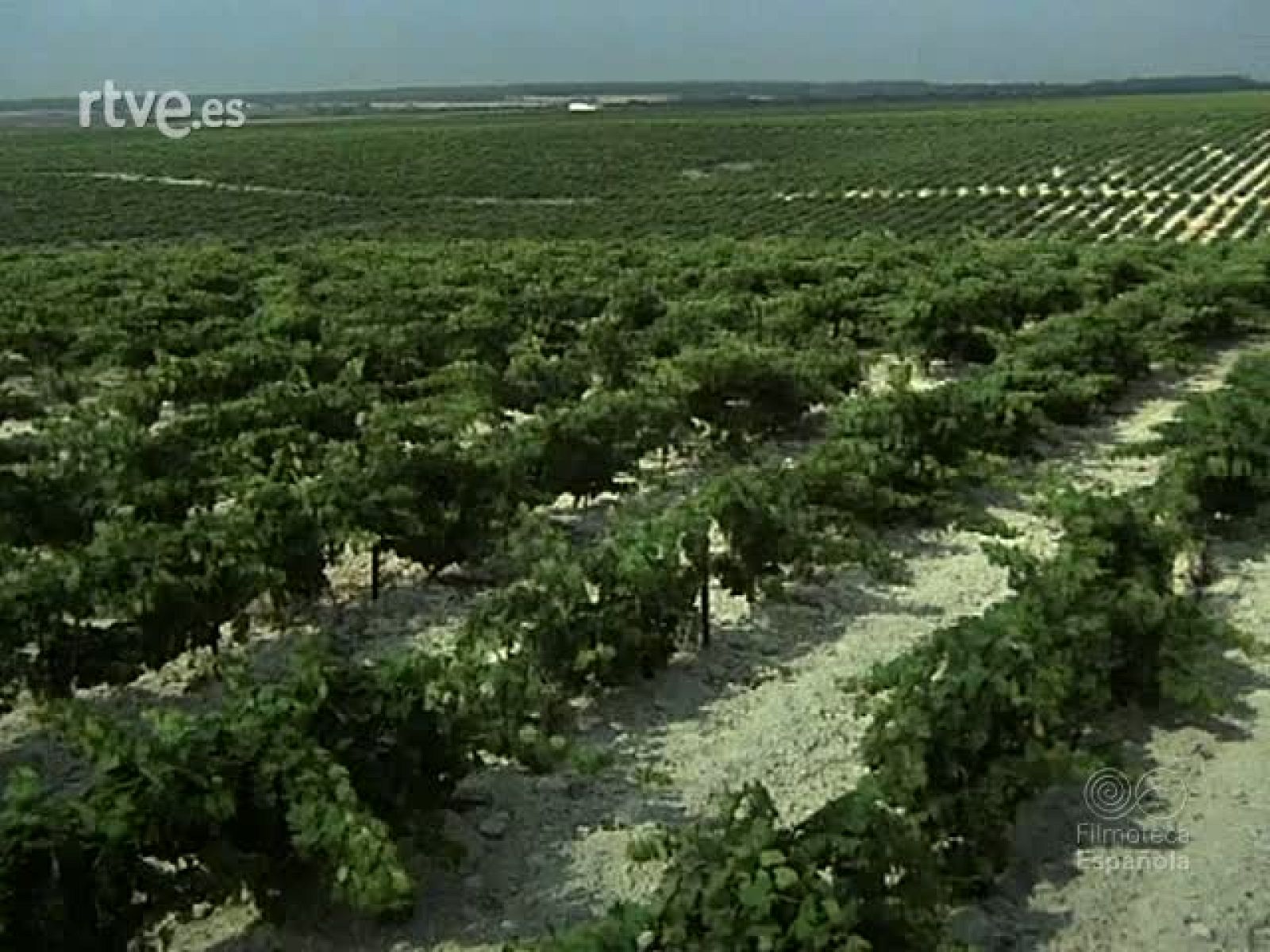 RUMASA PRIMERA POTENCIA DEL JEREZ - Documentales Color | Ver