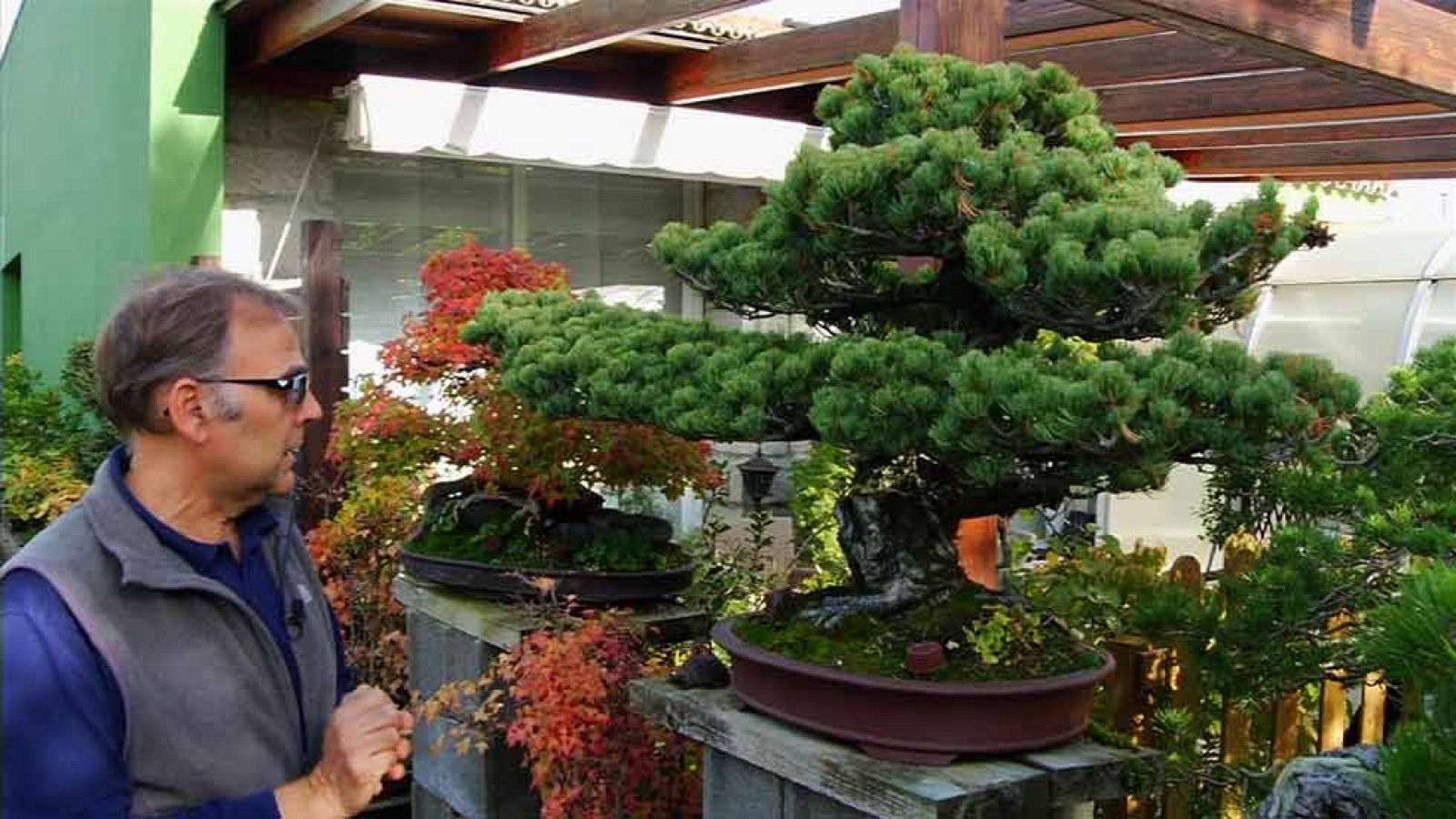 Los jardineros de los bonsáis