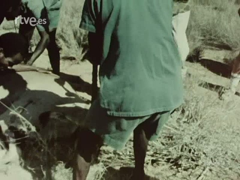 SAFARI EN KENIA - Documentales Color | Ver