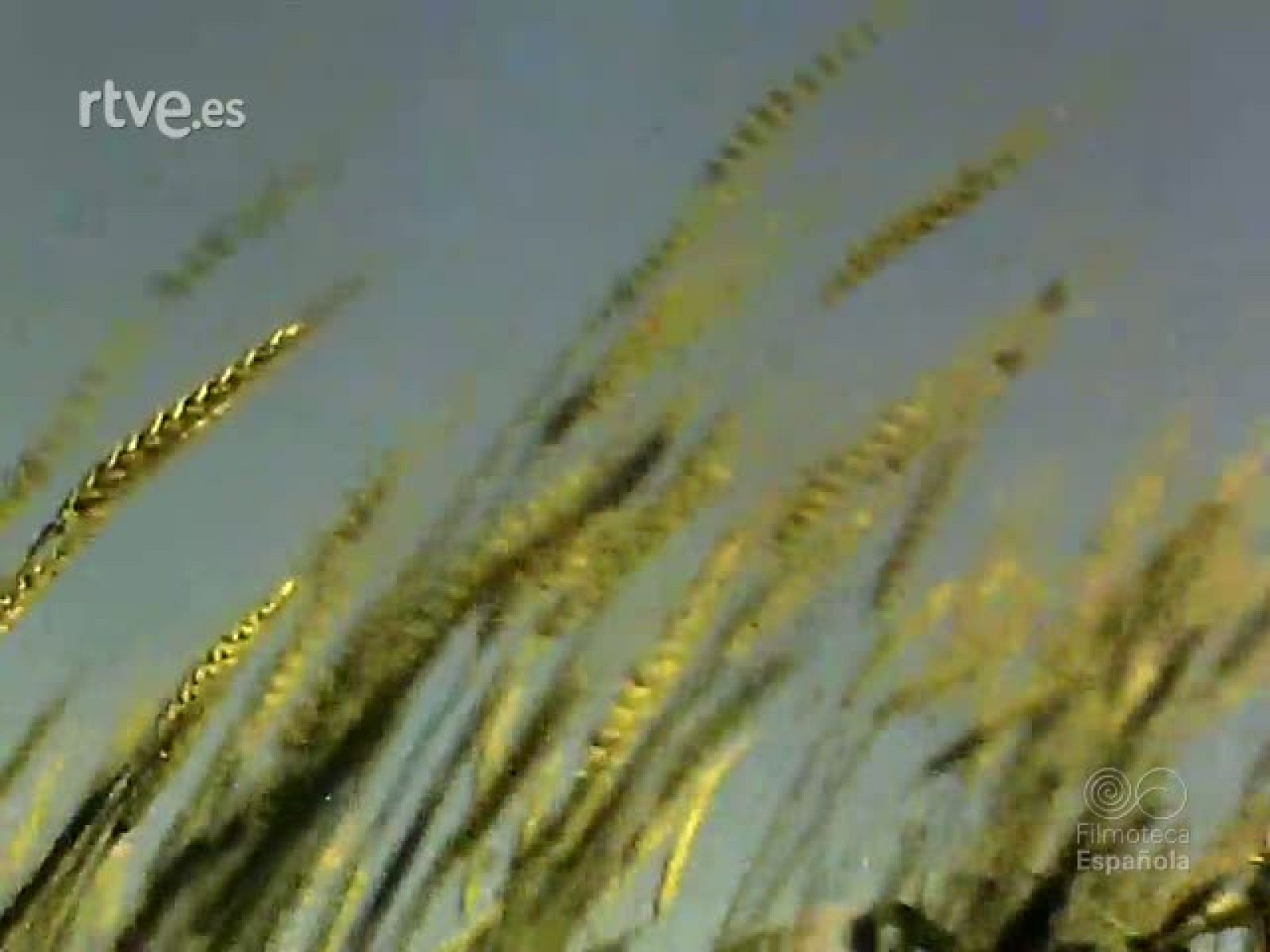 TRIGOS ESPAÑOLES - Documentales Color | Ver