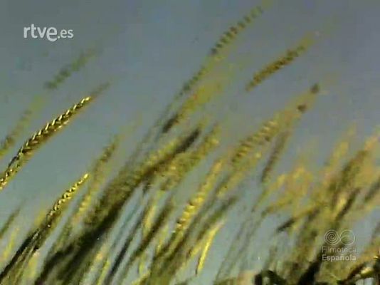 Documentales Color - TRIGOS ESPAÑOLES