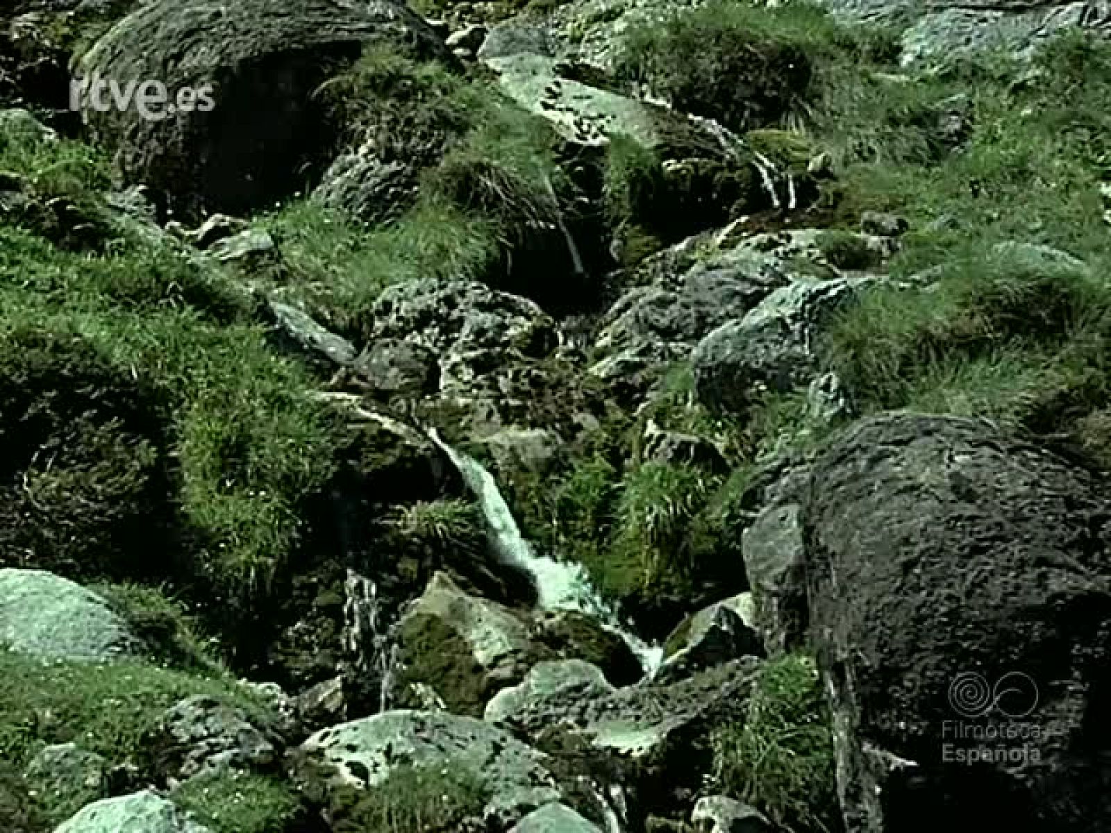 TRUCHAS Y SALMONES - Documentales Color | Ver