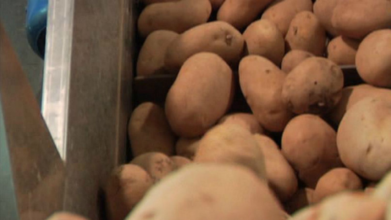 Patatas ecológicas "made in Spain"