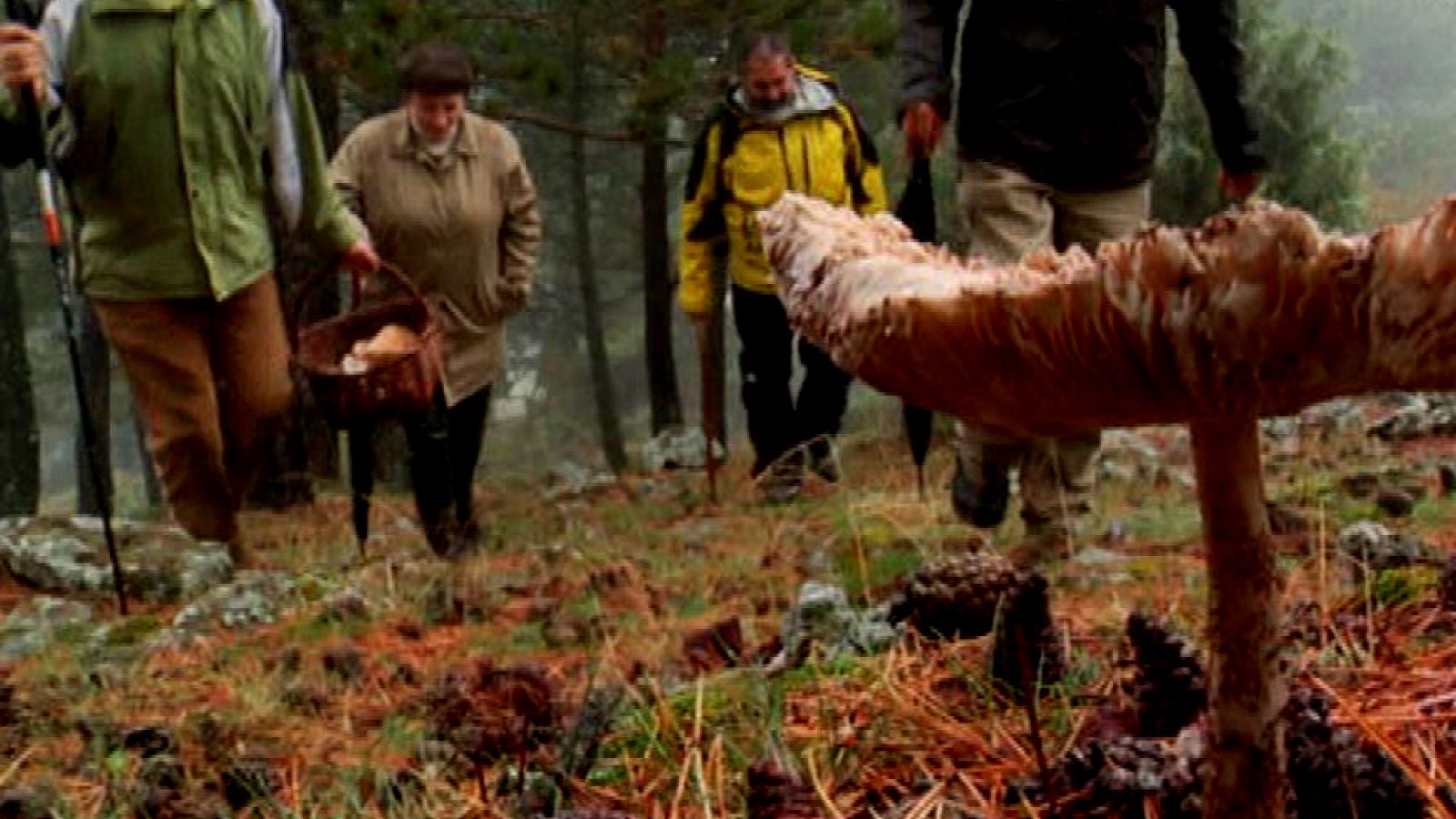 Aprendiendo a recoger setas